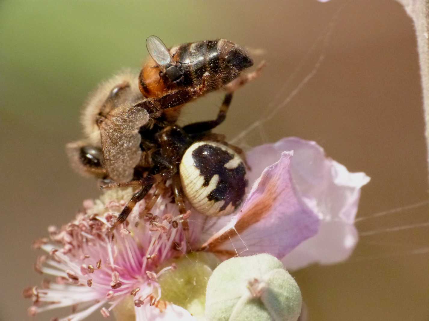 Moschine opportuniste - Milichiidae, Desmometopa sp.